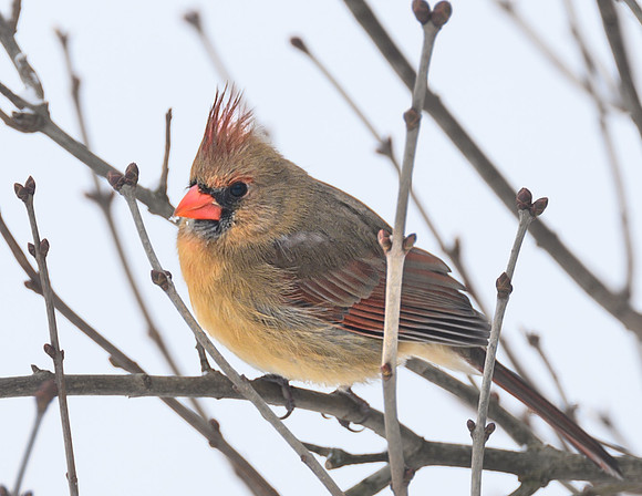 Female_Cardinal_15Jan2025-6655