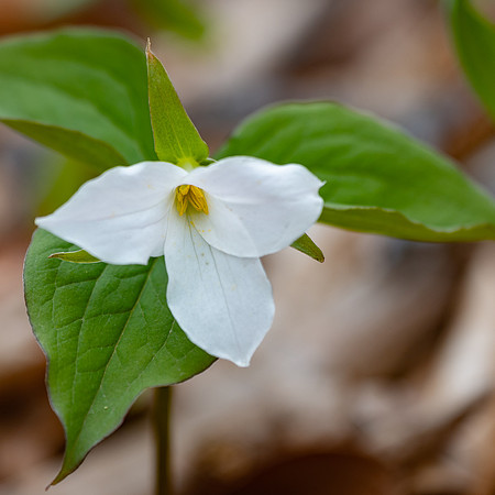 Trillium-0070