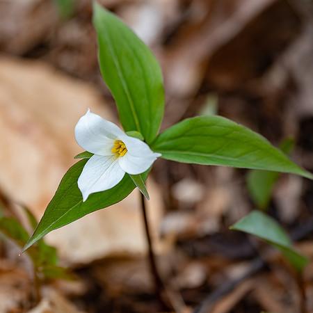 Trillium-0063