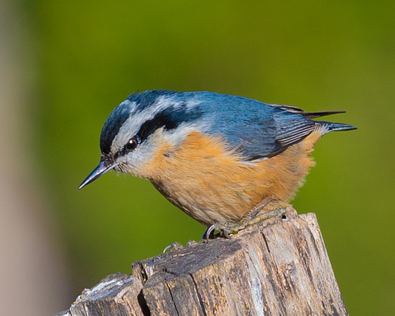 Red_Breasted_Nuthatch-0144