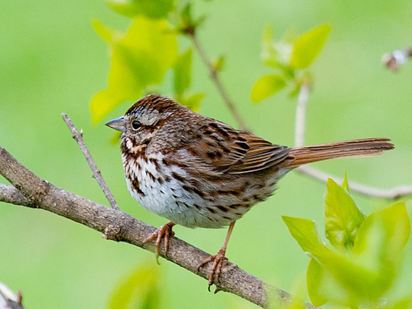 Song_Sparrow-0092