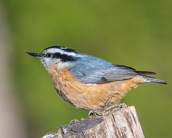 Red_Breasted_Nuthatch-0148