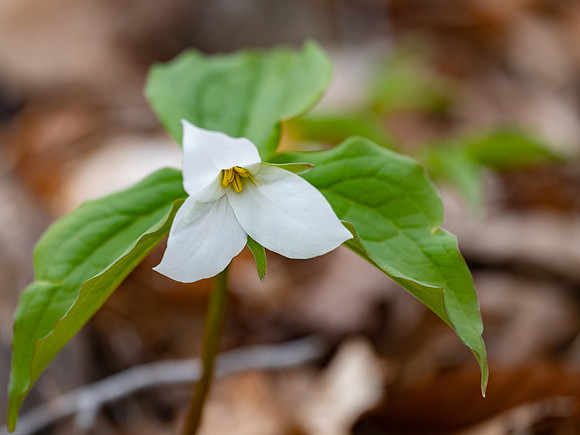 Trillium-0073