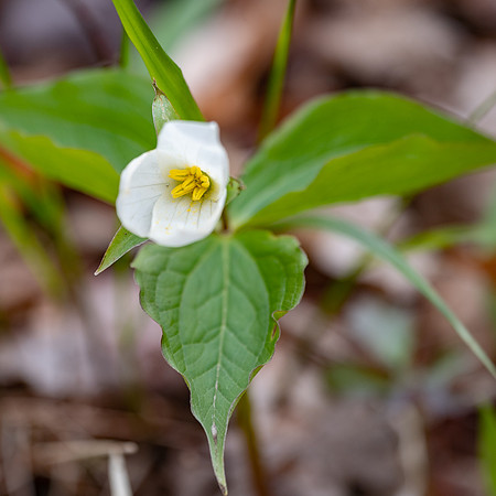 Trillium-0064