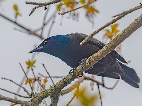 Grackle-0045