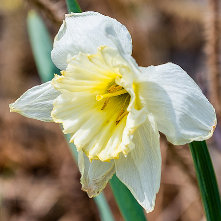 Daffodil_-0031