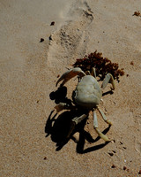 Feisty Crab