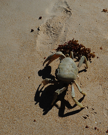 Feisty Crab
