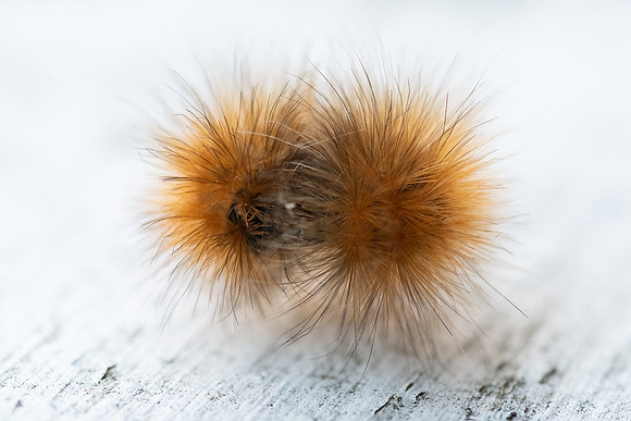 WoolyBearCaterpillar.jpg