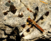 Dragonflies