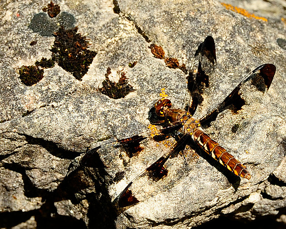 Dragonfly_3700