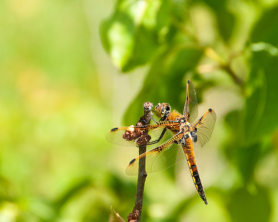 Dragonfly_4SpotSkimmer_2983