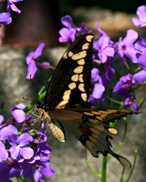 Giant_Swallowtail_1671_Portrait