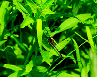 Dragon_Fly_3684