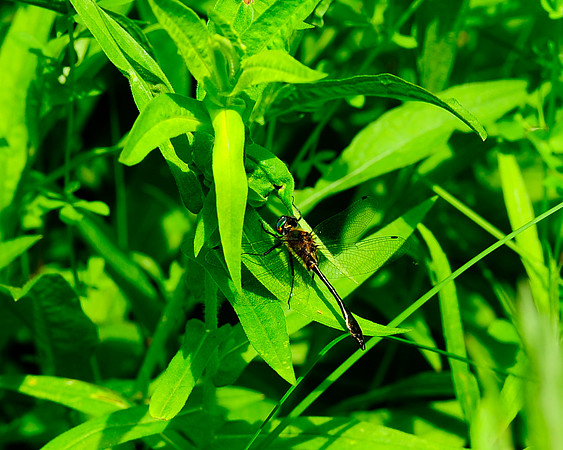 Dragon_Fly_3684
