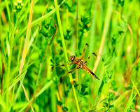 Dragon_Fly_3687