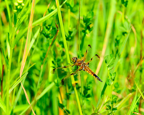 Dragon_Fly_3687