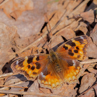 Tortoiseshell Butterfly 29Apr2022