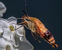 Hummingbird_Moth_03Aug2021-1