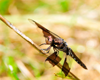 Dragonfly_8Spotted_Skimmer_2