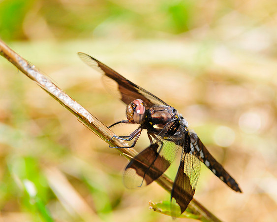 Dragonfly_8Spotted_Skimmer_2