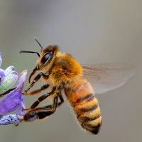 Honey_Bee_31-July-2022-