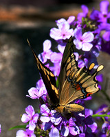 Giant_Swallowtail_1675_Portrait