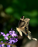 Giant_Swallowtail_1665_Portrait