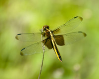 Insects