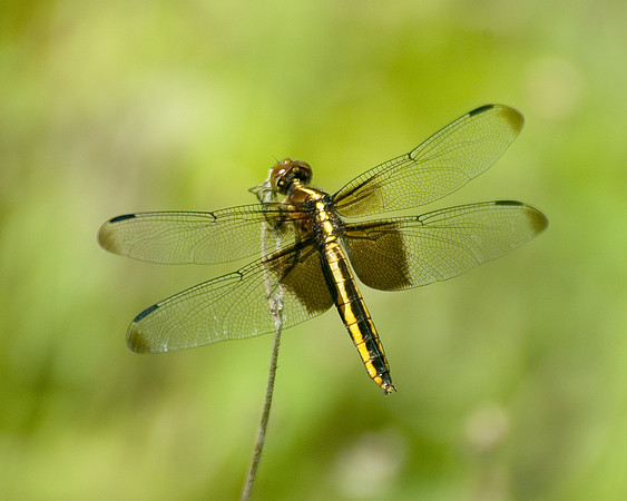 Dragonfly_Widow