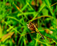 Dragonfly_3694