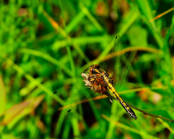 Dragonfly_3694