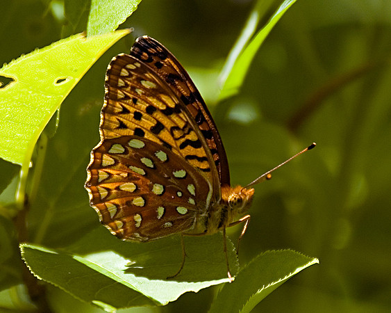 Gr_Spangled_Fritillary