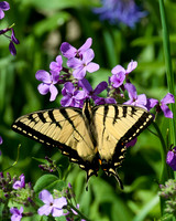 Eastern_Tiger_Swallowtail_1651_Portrait