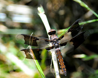 Dragonfly_8Spotted_Skimmer_1