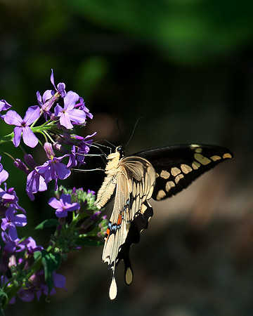 Giant_Swallowtail_1663_Portrait