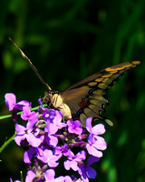 Giant_Swallowtail_1636_portrait