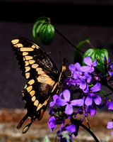 Giant_Swallowtail_1677_Portrait