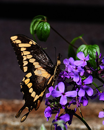 Giant_Swallowtail_1677_Portrait