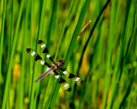 Dragonfly_12SpotSkimmer_3117_July4th_2009