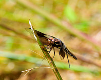 Dragonfly_8Spotted_Skimmer_3