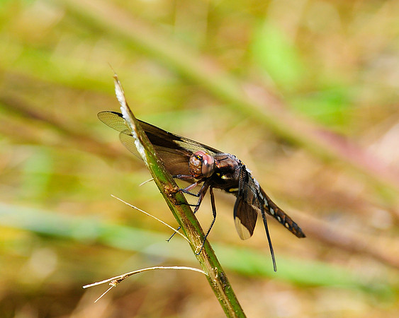 Dragonfly_8Spotted_Skimmer_3