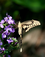 Giant_Swallowtail_1664_Portrait