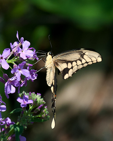 Giant_Swallowtail_1664_Portrait