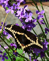 Giant_Swallowtail_1657_Portrait
