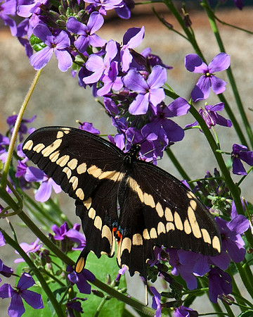 Giant_Swallowtail_1657_Portrait