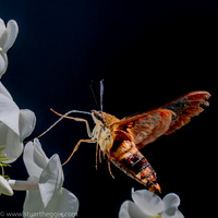 Hummingbird_Clearwing_Moth_03Aug2021-1