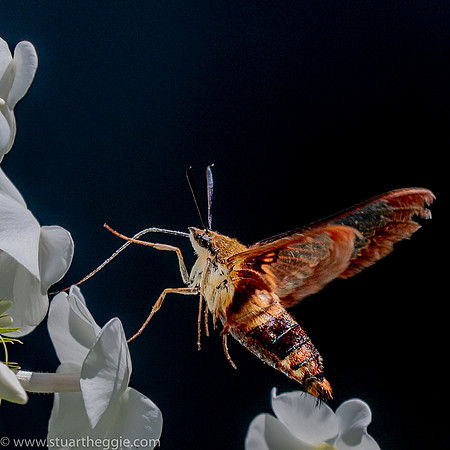 Hummingbird_Clearwing_Moth_03Aug2021-1