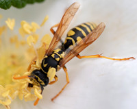 Bees_and_Wasps-5984