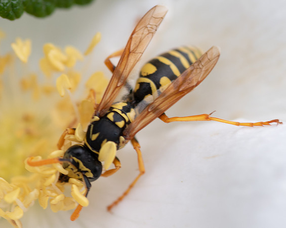 Bees_and_Wasps-5984